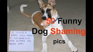 50 Funny Dog Shaming pics [upl. by Mairim]