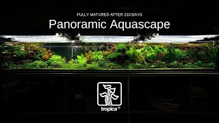 HUGE Panoramic Aquascape  210 Day Update [upl. by Sibel963]