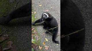 The Unbelievable Sounds of Gibbons [upl. by Olimpia748]