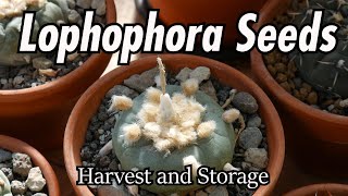 Lophophora Seeds Harvest and Storage [upl. by Forester13]