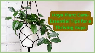 Hoya Plant Care Essential Tips for a Thriving Hoya [upl. by Anehc410]