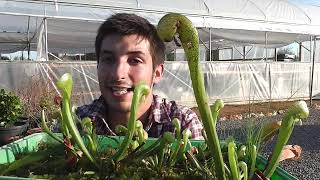 La planta COBRA Darlingtonia californica [upl. by Aehsat116]