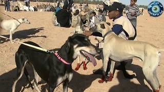 Festival Douz 2017\2018  اختتام المهرجان الدولي للصحراء بدوز تصوير بلقاسم الطالبي عين على الجنوب [upl. by Nalced661]