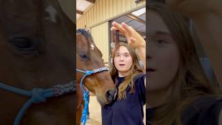 Beginner Vs Experienced Horse Owners 🐴 shorts animals [upl. by Burris520]