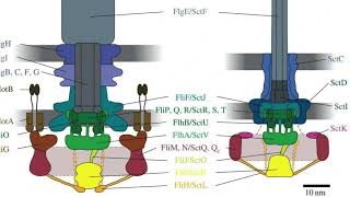 The flagellum and Irreducible complexity  A response to evolutionists [upl. by Wye]