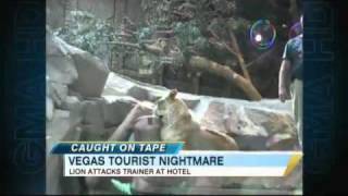 Lion Attacks Trainer at Vegas Hotel [upl. by Fanya]