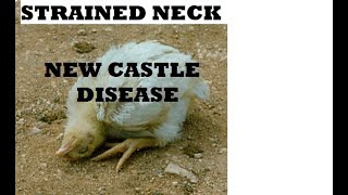 Newcastle disease [upl. by Analram]