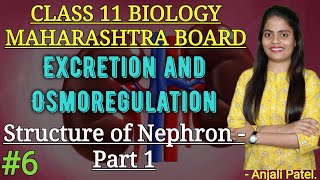 Class 11Excretion and Osmoregulation  Structure of Nephron  Part 1 Anjali Maam [upl. by Kaja720]