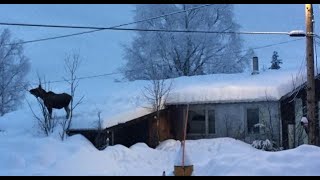 What its like to Live in Alaska Fairbanks Alaska [upl. by Nogam]