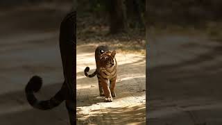 With around 785 tigers MadhyaPradesh proudly roars as the Tiger State of India tiger [upl. by Colene]