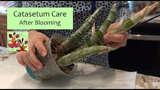 How to Care for a Catasetum Orchid After Blooming amp During Dormancy  How to Remove Blooms amp Roots [upl. by Zebaj51]