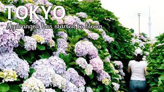 Hydrangea season has come 『Tokyo at two venue』旧中川•シンボルプロムナード公園（旧中川水辺公園、お台場）の紫陽花（あじさい） [upl. by Selrahcnhoj66]