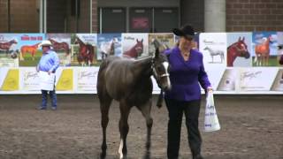 2014 Breeders Halter Futurity Experience [upl. by Nnylorac560]