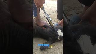 disbudding بغیر درد کے سینگ ختم کرناdehorning local anesthesia youtubeshorts viralvideo [upl. by Jammie]