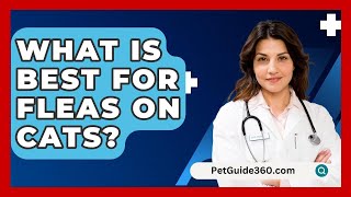 What Is Best For Fleas On Cats  PetGuide360com [upl. by Attwood114]