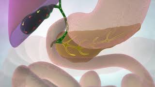 The Gallbladder and Bile Ducts  Cancer Research UK [upl. by Vareck212]