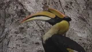 Great Hornbill feeding young [upl. by Analos]