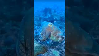 Deep ocean 🌊 subscribe ki kore barabo nature ocean satisfying trending relaxing underwater [upl. by Kennith]