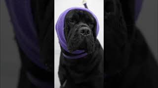 Labrador Mastiff mix HUGE muscles [upl. by Lemhar]