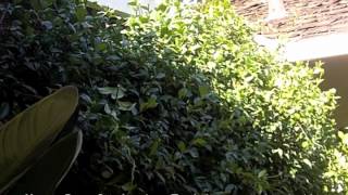 How To Prune Star Jasmine  Trachelospermum jasminoides [upl. by Sillek876]