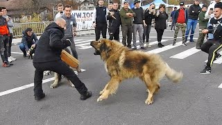 CIOBANESC CAUCAZIAN ATACA PRIN SURPRINDERE  CELE MAI TARI TESTE FACUTE IN ROMANIA DE UCHR LA BRAN [upl. by Fabrice608]