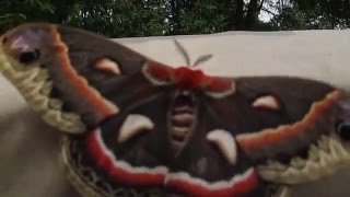 Cecropia Moth [upl. by Arriat]