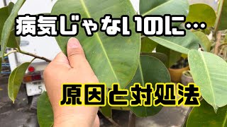 【対処法】病気じゃないのに葉っぱに斑点、色が悪くなる原因。コレかも [upl. by Undry188]