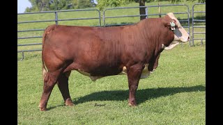 2024 Mohican Farms and Guests Sale  Lot 57 [upl. by Weinstock]