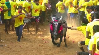 udaya brothers செந்தாரப்பட்டி உதயா ப்ரதர்ஸ் காளை காசான்கோட்டை ஜல்லிக்கட்டில் [upl. by Vi]