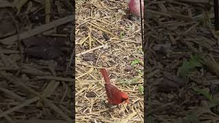 Red Cardinal Virginia USA [upl. by Nikolia]