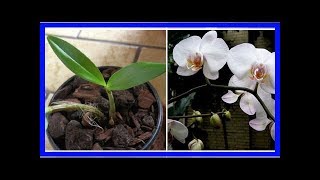 VOICI COMMENT FAIRE REFLEURIR UNE ORCHIDÉE FANÉE  EN VIDÉO [upl. by Salina]