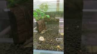 Otocinclus Catfish Planted Tank Cleaning Crew [upl. by Eyoj]