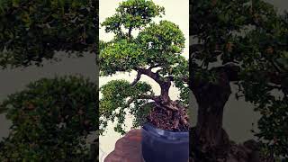 Bucida Spinosa or Dwarf Olive or Geometry Tree adityasvisionaryvlogsforu [upl. by Laney]