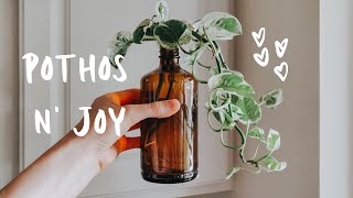 pothos njoy  propagating amp potting cuttings [upl. by Skcirdnek572]