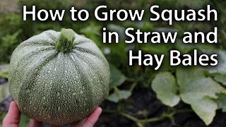 Growing Squash in StrawHay Bales  Sustainable Vegetable Gardening [upl. by Ancier]