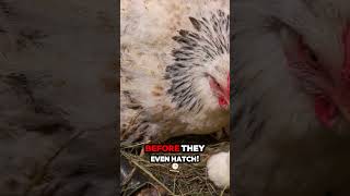 Discover The Surprising Truths About Chickens [upl. by Rosinski678]