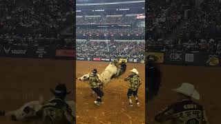 quotThe Final Strike Who Wins the Epic Bullfight [upl. by Willin]