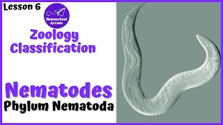 What are Nematodes  Phylum Nematoda [upl. by Alokin]