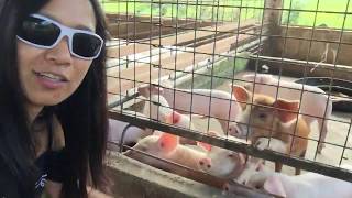 The BampB piggery farmIlocano Farmer New Yorkpiggery farm business plan philippines [upl. by Cini]