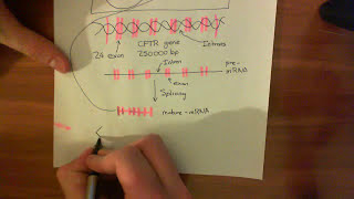 Cystic Fibrosis  CFTR Synthesis and Trafficking [upl. by Guillemette665]