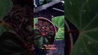 for sale papi red veins anthuriumlovers anthurium anthuriumkupinggajah plants plantlover plant [upl. by Suoivatra]