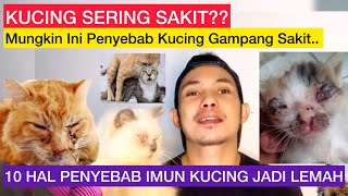 PENYEBAB KUCING GAMPANG SAKIT KARENA IMUN KUCING LEMAH  Hal2 yg membuat imun kucing lemah [upl. by Leckie]