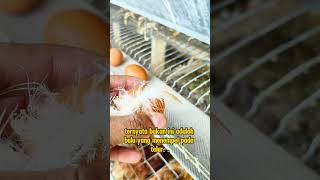 Genetik unggulan kualitas premium belajar ternakayam telur egg farm [upl. by Neau]