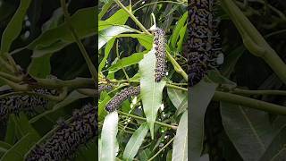 Mopane Worms 🐛 Harvesting shortsfeed weirdfoods africa youtubeshorts malikadoesit [upl. by Godliman]