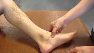 Navicular Tuberosity Ankle Palpation [upl. by Seedman556]