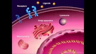 Introduction to Cancer Biology Part 1 Abnormal Signal Transduction [upl. by Nairam213]