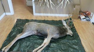 HOW TO QUARTER A DEER IN YOUR LIVING ROOM [upl. by Millburn]