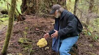 Paul finds Sparassis crispa the cauliflower mushroom [upl. by Able]