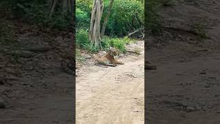 Tiger sighting in jim corbett park tiger corbett wildlife [upl. by Hplodur]