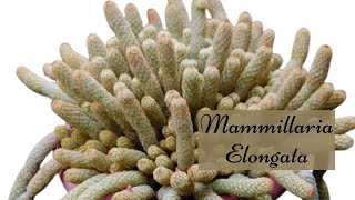 Propagating Mammillaria Elongata  Lady finger Cactus [upl. by O'Connell784]